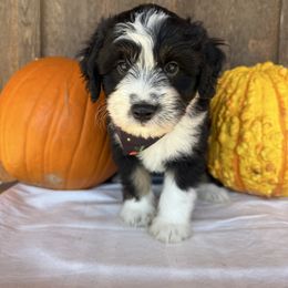 Vanderbilt - Black tri-color male Aussiedoodle puppy in Eastland, Texas from H5 Mini Doodles