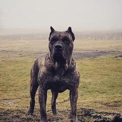 Perro de Presa Canarios from MidwestPresa