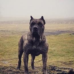Perro de Presa Canarios from MidwestPresa