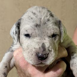 Blue Merle Female - Merle female Great Dane puppy in Ottumwa, Iowa from Robin's Great Danes