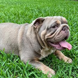 Kaira - Bulldog