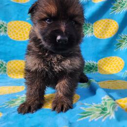Diesel - Sable male German Shepherd puppy in Los Lunas, New Mexico from Mali's German Shepherds LLC