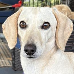 Remy - Dachshund