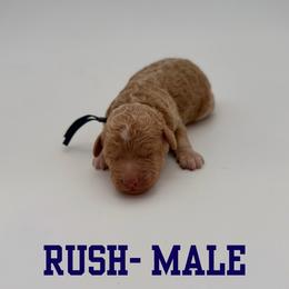 Rush - Apricot male Aussiedoodle puppy in West Monroe, Louisiana from Diamond M Poodles and Doodles