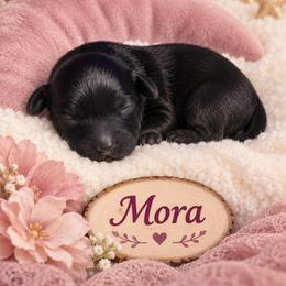 Mora - Black female Morkie puppy in Davie, Florida from Sweet Peluditos