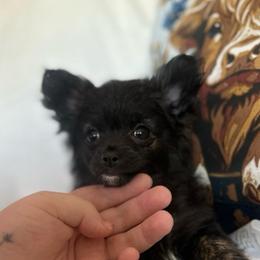 Missy - Black and tan female Chihuahua puppy in Alvord, Texas from Gift of Gods Favor
