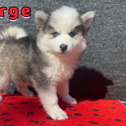 George - Gray and white male Pomsky puppy in Winston, Oregon from Arctic Tails Spitz