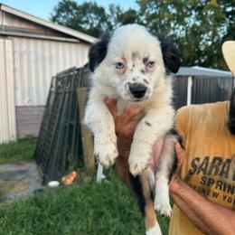 Ella - Black tri female Toy Australian Shepherd puppy in Needham, Indiana from Tiny Toy Aussies