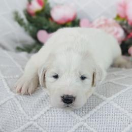 Girl 3 Purple - White female Great Pyrenees puppy in Yakima, Washington from Naches Heights Ranch
