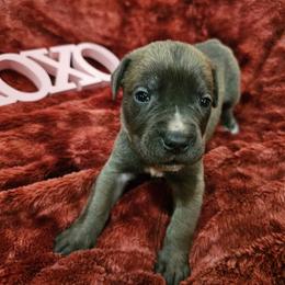 Everest - Gray and fawn male Cane Corso puppy in Roachdale, Indiana from Cast Iron Kennels