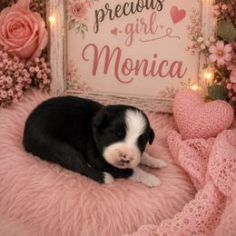 Monica - Black & white female Miniature Australian Shepherd puppy in Lubbock, Texas from Baby Storm Kennels