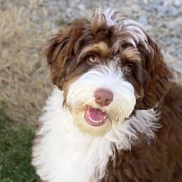 Daisy - Australian Labradoodle