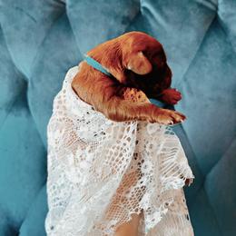 Cavalier King Charles Spaniel and Cavapoo Puppies from Cavapoo Puppy Parade