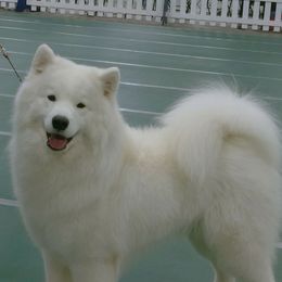Samoyeds and Shiba Inu from Rexann