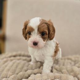 Norman - Blenheim male Cavapoo puppy in Fordland, Missouri from K&K's Puppy Kingdom