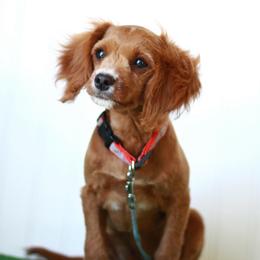 Romeo - Red male Cavapoo puppy in Springtown, Texas from North Texas Puppies