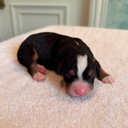 Tips - Tri-color female Bernedoodle puppy in Royse City, Texas from Platinum Bernedoodles of Texas