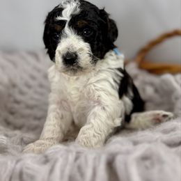 Boy 2 Blue collar - Tri-color Bernedoodle puppy in Indiahoma, Oklahoma from Farm Fresh Doodles