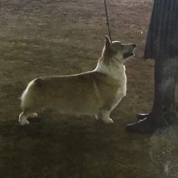 Kiddo - Pembroke Welsh Corgi