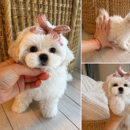 Ultra tiny - White female Maltese puppy in Miami, Florida from Natalias Tiny Puppies