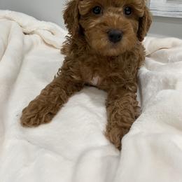 Poodle puppies from YC Treasures Poodles