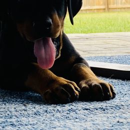 Doberman Pinscher Puppies from TeatreeDoberman