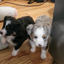 Miniature Australian Shepherd Puppies from Carter's Cuties