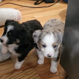 Miniature Australian Shepherd Puppies from Carter's Cuties