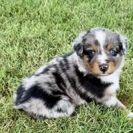 Jake - Blue merle male Australian Shepherd puppy in Mount Vernon, Texas from RJ's Aussie Posse