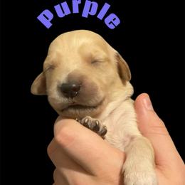 Purple Collar - Golden female Golden Retriever puppy in Peoria, Arizona from Westwing Retrievers