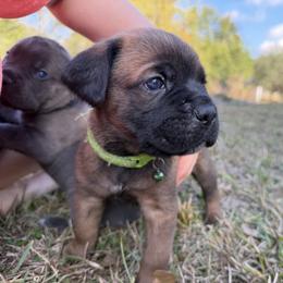 Light green - Fawn male Cane Corso puppy in Opelousas, Louisiana from Azelees Cane Corso