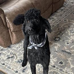 Cosmo - Poodle