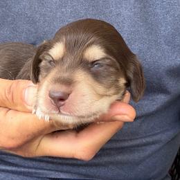 Winston - Chocolate and cream male Dachshund puppy in Fayetteville, North Carolina from RRD