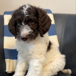 Boy 4 Tracker - Parti male Goldendoodle puppy in Newark, Ohio from Valleydayle Doodles and Wheatens
