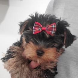 Yorkshire Terrier Puppies from Yorkie Puppies Redwood Ranch Chicago