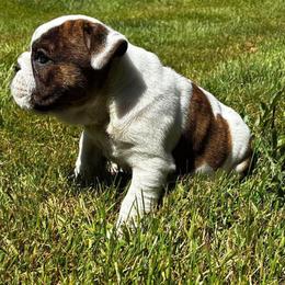 Ethel - Red brindle and white female Bulldog puppy in Arlington, Washington from Stout's Hunting Labs and trsbullies