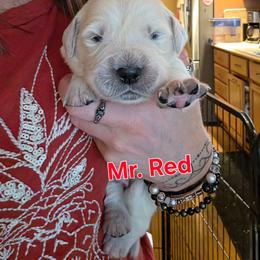 Boy 4 - Light golden male Golden Retriever puppy in Waynesburg, Ohio from Avalon English Retrievers