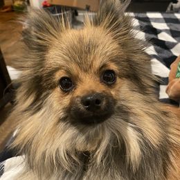 Cowboy - Pomeranian
