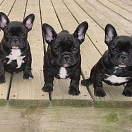French Bulldogs from Urban Frenchies