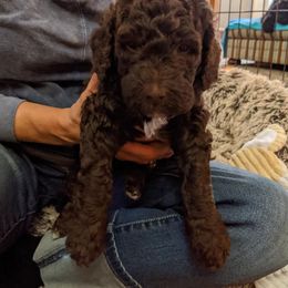 Barbet Puppies from Chateau Barbets