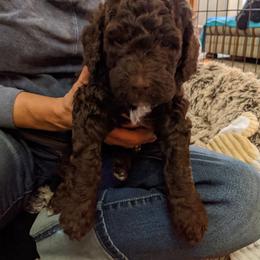 Barbet Puppies from Chateau Barbets