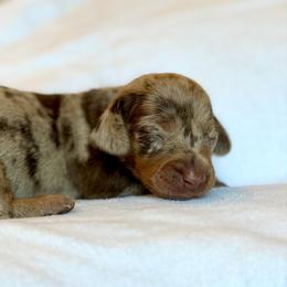 Girl 5 - Dapple female Dachshund puppy in Hollidaysburg, Pennsylvania from Weenie Bros