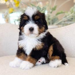 Slogan - Tri-color male Bernedoodle puppy in Yuciapa, California from AlltheDoodlez_