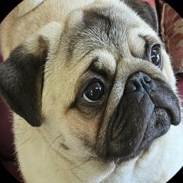 Rio - Pug