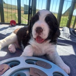 Green boy - Liver and white male English Springer Spaniel puppy in Acton, Montana from Sparks Springer Spaniels