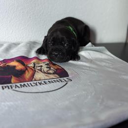 Boy 1 - Black male Cane Corso puppy in Perris, California from P1 Family Canines