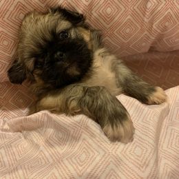 Pekingese Puppies from Crawford Ranch Canines