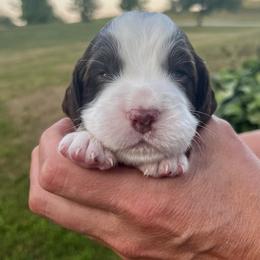 Black collar - Liver and white male English Springer Spaniel puppy in Sterling, Michigan from Springerdoodles In MI