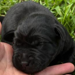 Brook - Black female Labrador Retriever puppy in Taylors, South Carolina from Spring Water Labs of the Carolinas