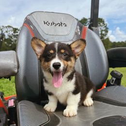 Girl 2 - Black and white female American Corgi puppy in Inverness, Florida from Canaan Farm Corgis